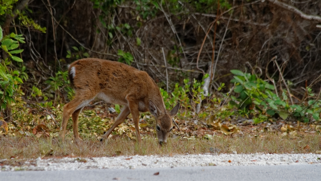 03 - Florida Keys (7) No Name Key.jpg